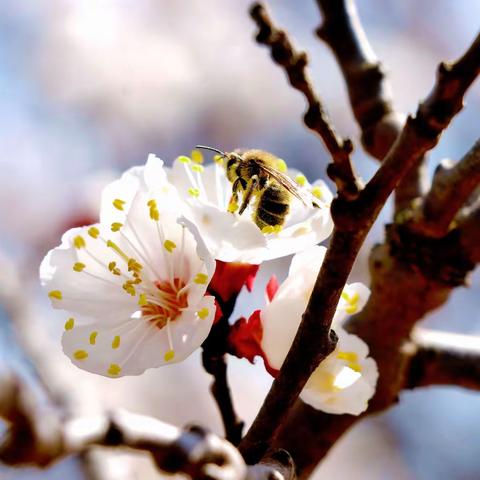界石铺镇的千亩杏花开啦！春花烂漫，美不胜收！