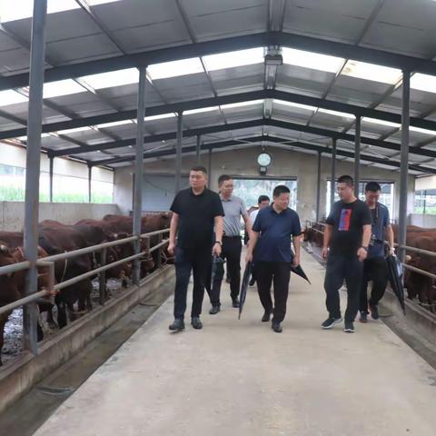 深圳恒益大通控股集团有限公司考察团来界石铺镇 考察牛产业发展情况