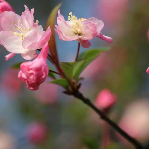 春暖花开  清风自来