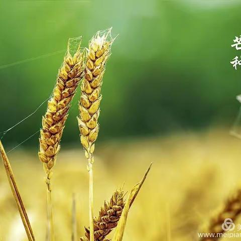 “停课不停学”－宋河镇幼儿园中班亲子课程第六十辑