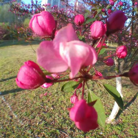 花蕊