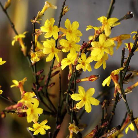 春暖花开   山河无恙   人间皆安