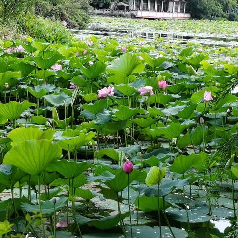 盛夏时光，快乐暑假