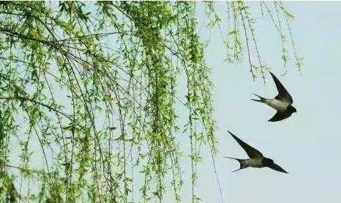 旌阳区东泰幼儿园――专“鼠”于你的宅家宝典（二十五）