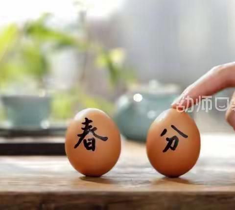 中班空中课堂《竖蛋🥚》