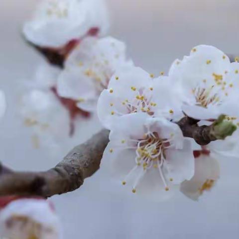 校园春已至，静待学子归