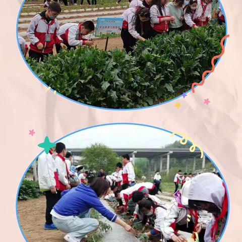 走进田间大课堂，体验农耕之甘苦——秦机子校六年级劳动教育活动纪实