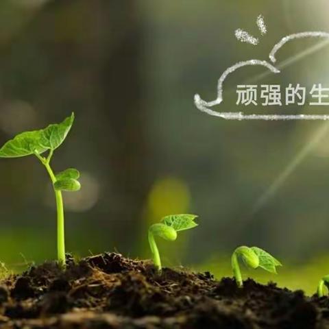 护苗生命行动-绿植生命研学