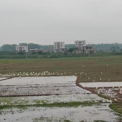 白鹤亮翅 美哉粤西