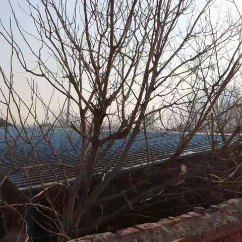 济宁油库外墙周边需砍伐树木记录