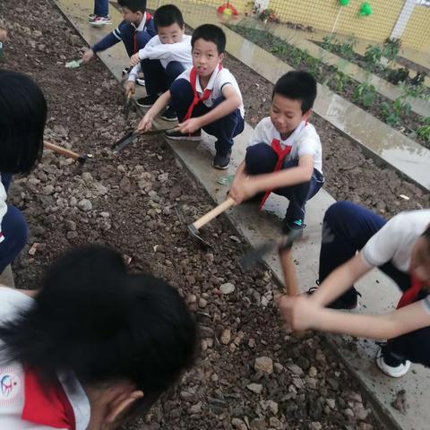 高沙小学四（3）中队种植实践------与春天的约会