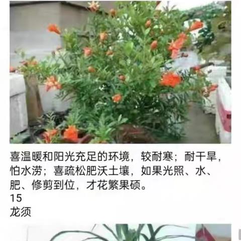 45种花卉养殖方法