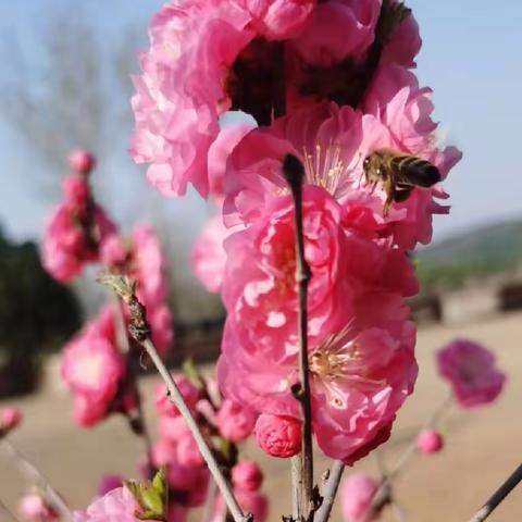 美丽校园我助力