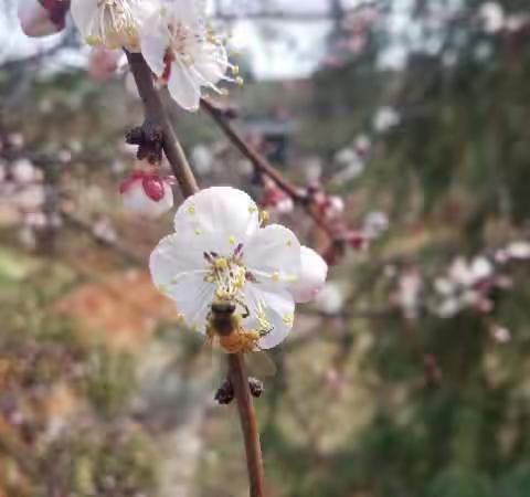 在春天的微风中，感受空中课堂带给我们的充实与感动