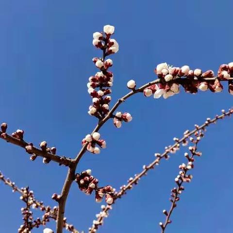 四中硕果飘香，学生习惯养成