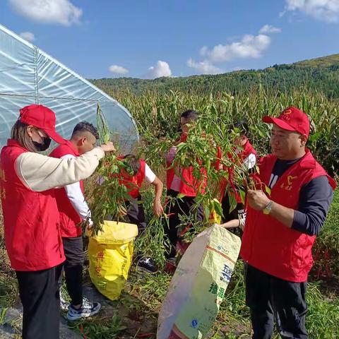 凝心聚力助秋收 志愿服务在行动
