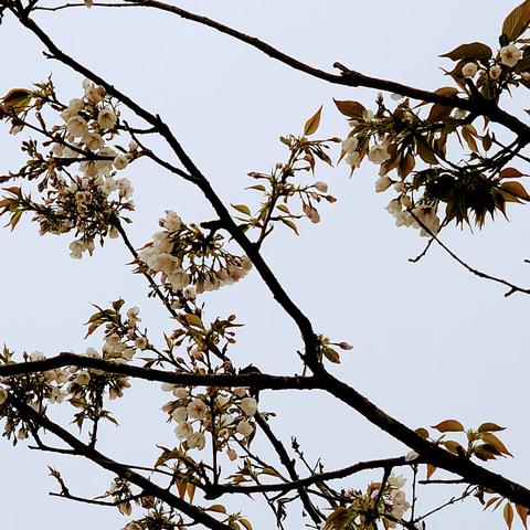 一夕轻雷落万丝，江南依旧称佳丽，樱花大道花开了