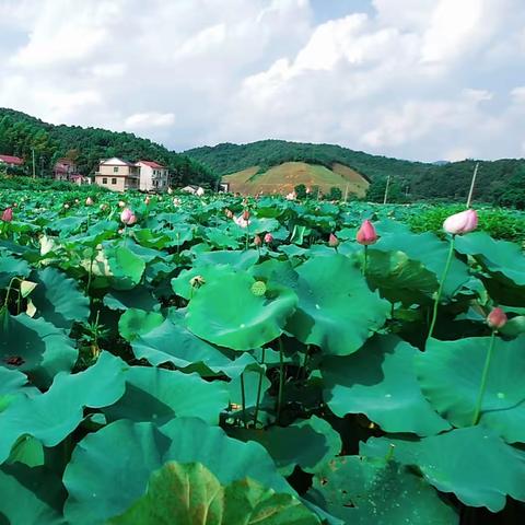 景德镇市昌江区荷塘乡