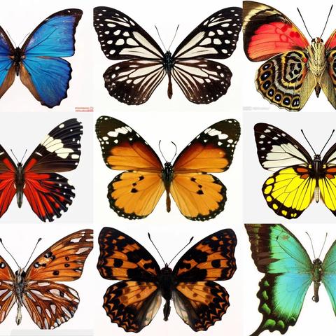 大班手工《美丽的蝴蝶》