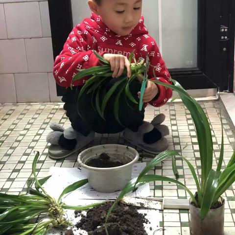 植树节