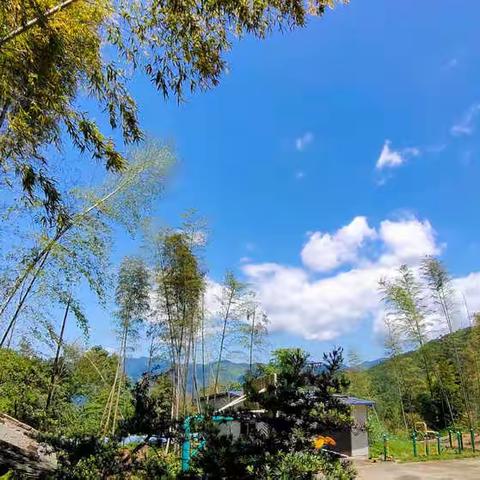 寻觅都市外的那片净土—畲草堂一场琴与花的邂逅