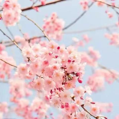 一片春天在眼前，眼前须识好春天——陈仓路小学四年级组空中课堂