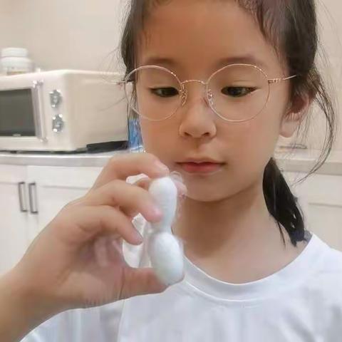 二下蚕的观察记录--郑子欣的养蚕日记