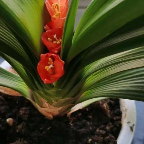 通钢三小六年一班《众志成城 ！中国加油！武汉加油！》