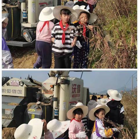 硕果累累丰收节 红领巾主题实践活动——富春大青小学三（1）班聚星小队