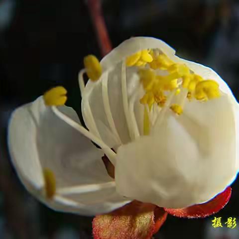 微距镜头下的花蕊有多神奇