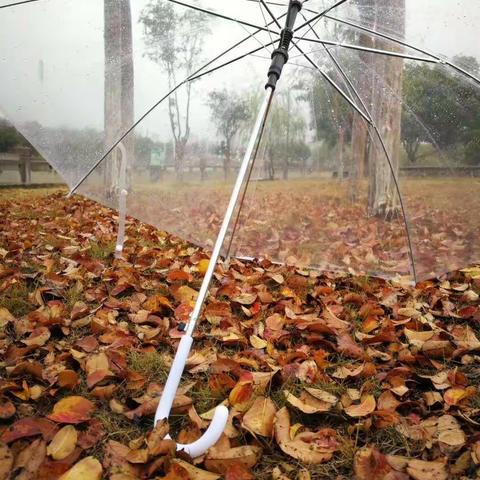 雨