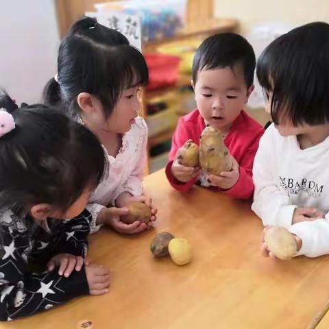 《呀！土豆》的精彩瞬间——陶朱幼儿小二班