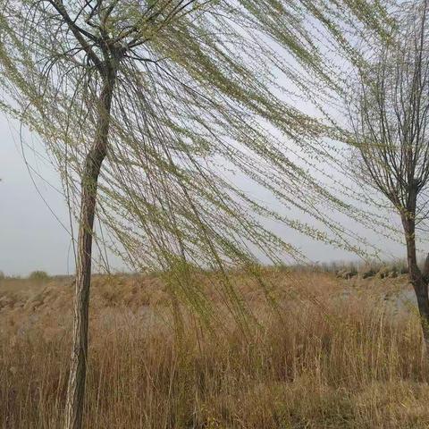 草青芦黄柳丝扬