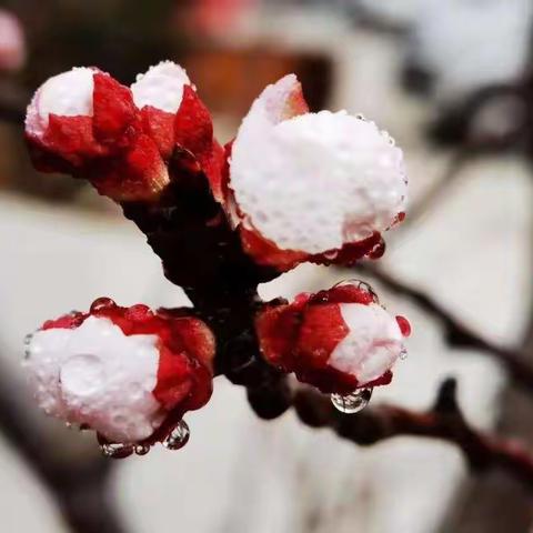 杏花如雪   三石有约