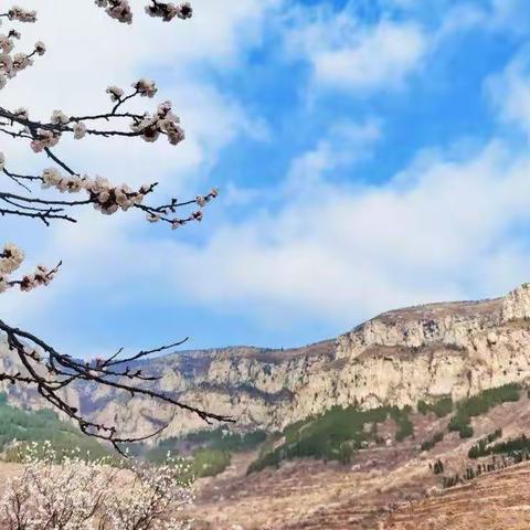 漫山芳草绿 处处杏花香 --柳埠“三石”杏花游