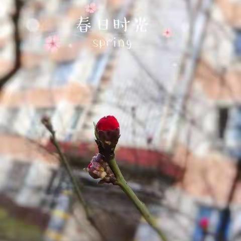 潜心线上教学   爱与教育时刻陪伴---鄄城县实验小学御翠校区二年级二班