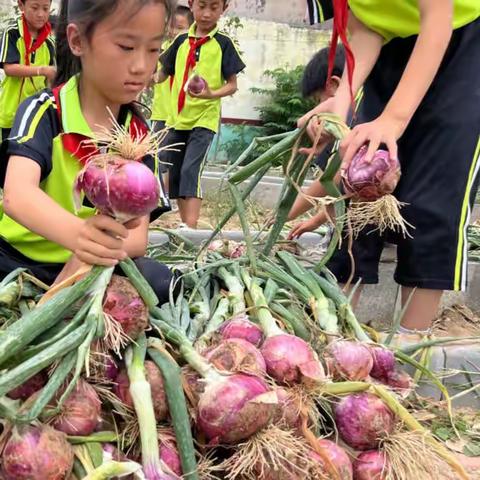 欢乐课堂内外，劳动实践真知——季寺中心小学三一班劳动实践纪实