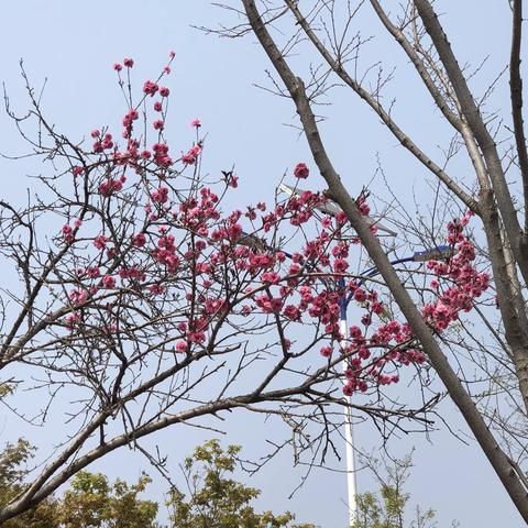 展课堂“英”姿，促教研成长——记开发区小学英语组教研活动