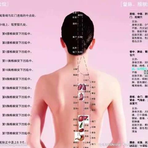 人体的衰老死亡，就是经络不断堵塞的过程！