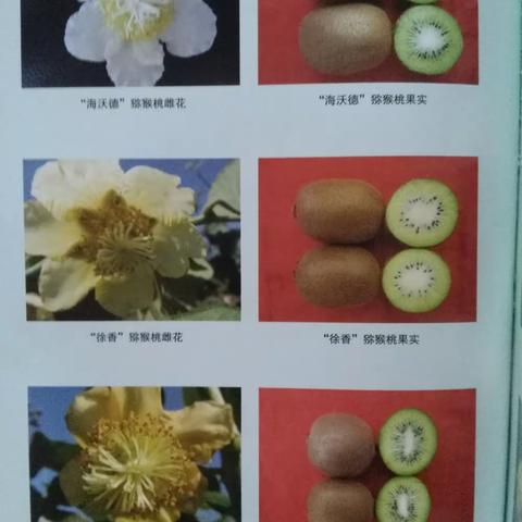 疫情无情人有情，联盟行动不误农