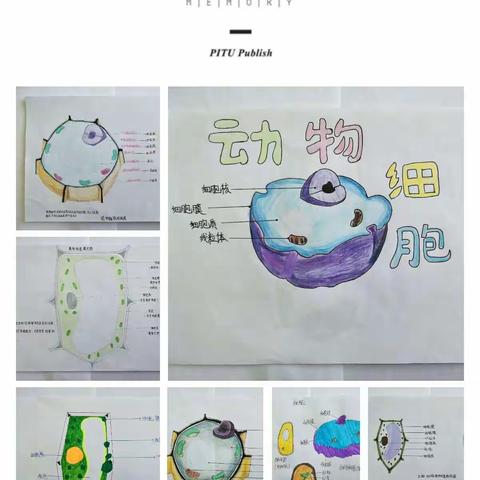 哈69中学初一生物绘图技能大赛作品展