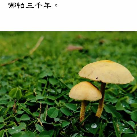 三月的春天探戈