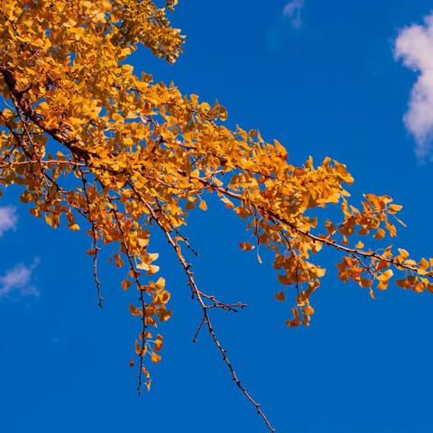 腾冲的银杏特别“黄”；腾冲的热海特别“蓝”