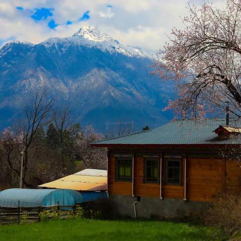 西藏 三月波密桃花与鲁朗小镇