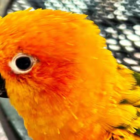 今天是我家巴西鹦鹉Jeckle 24岁生日, 第一张照片是他的出生证（孵出证）😀🎂🦜