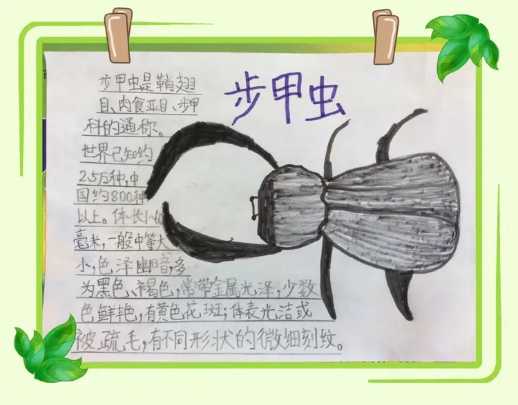 我找出了他们的规律,并制成了手抄报.绿