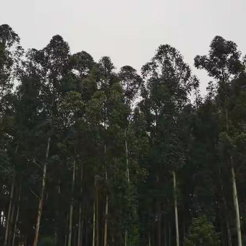 花开在童年—4.6幼儿活动推荐