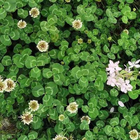 花开在童年—3.27幼儿活动推荐