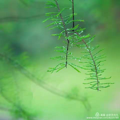 清明别后雨晴时