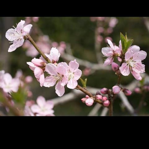 《大林寺桃花》